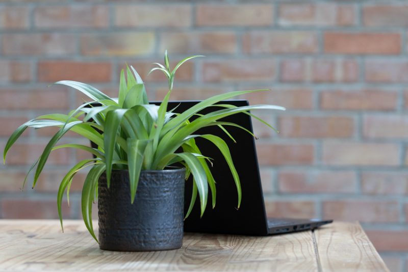 A plant beside a laptop on a desk